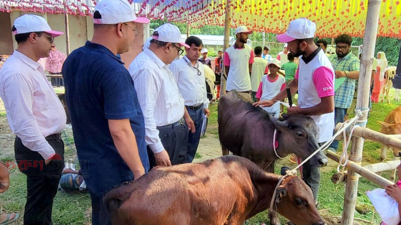 ঠাকুরগাঁওয়ে প্রান্তিক খামারিদের উন্নত জাতের   বাছুর প্রদর্শনী প্রতিযোগিতা ও পুরষ্কার বিতরণী