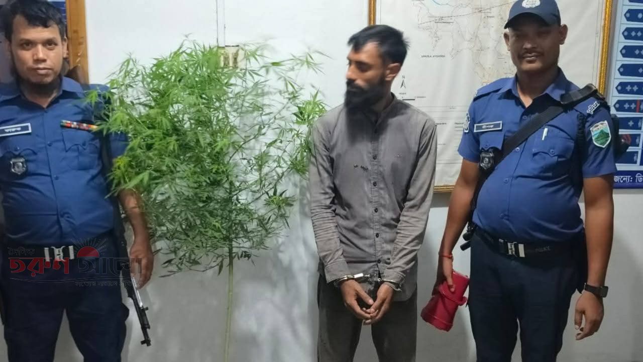 চাটমোহরে গাঁজার গাছসহ এক ব্যক্তি আটক