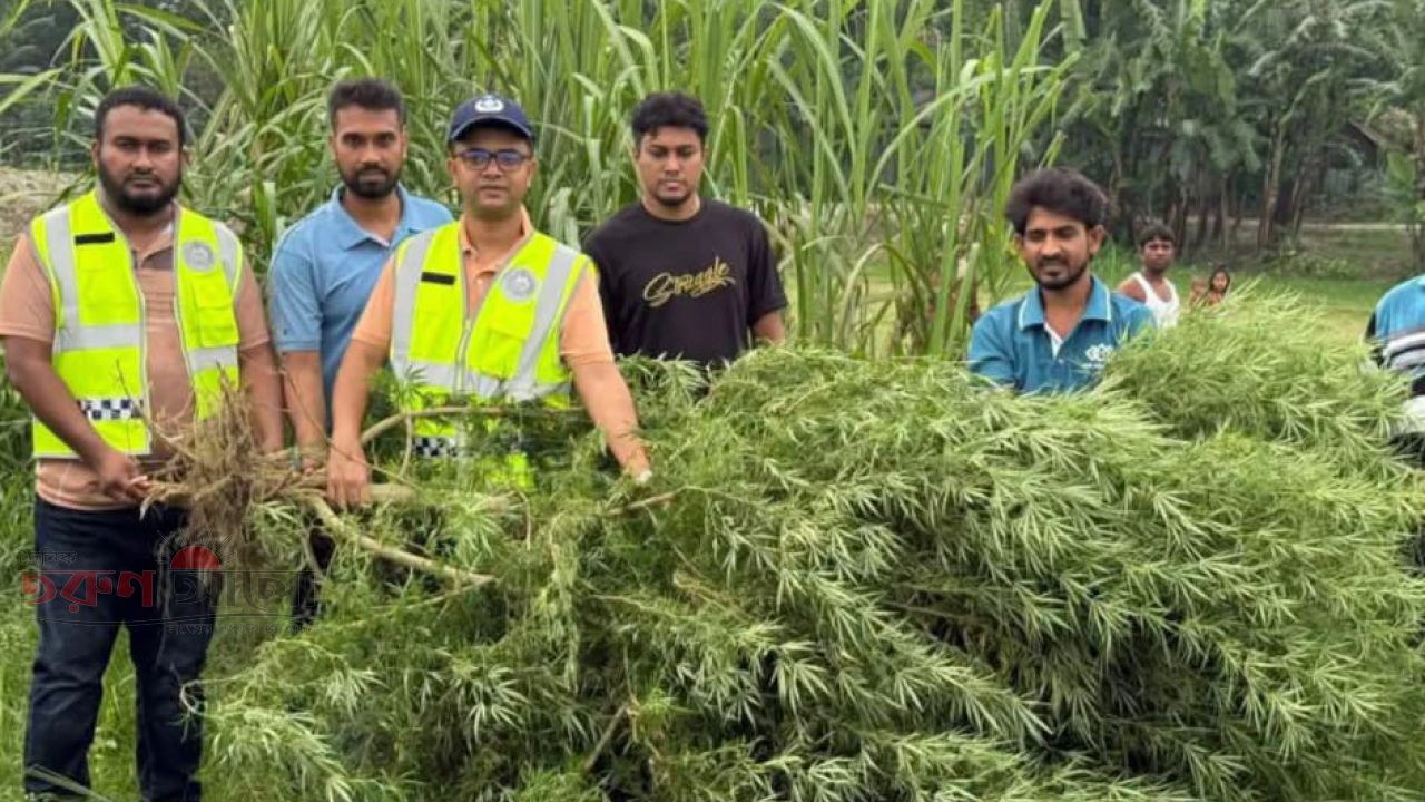 মরিচ ক্ষেতে ১০ ফুট লম্বা গাঁজা গাছ উদ্ধার, কৃষকের বিরুদ্ধে মামলার প্রস্তুতি