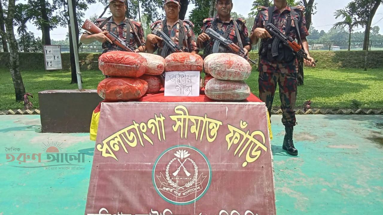 ভূরুঙ্গামারীতে বিজিবির অভিযানে ৫৩ কেজি ভারতীয় গাঁজা জব্দ