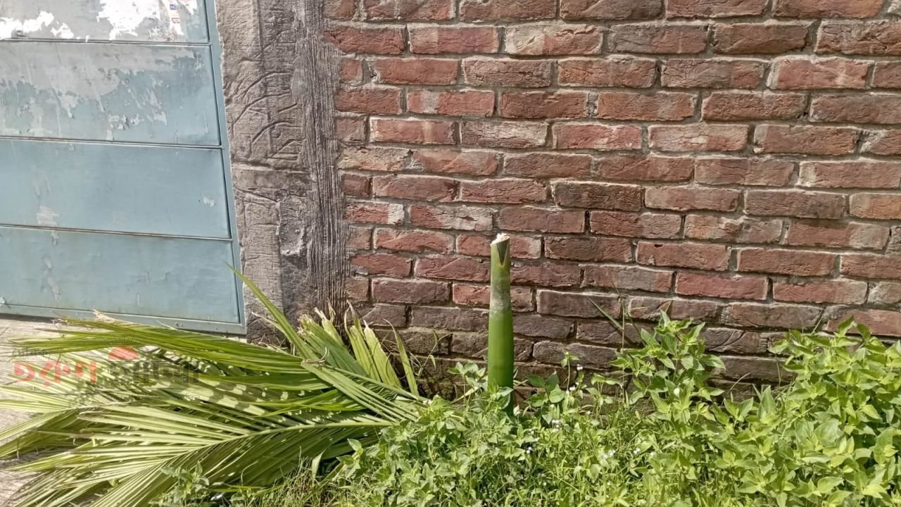 রূপগঞ্জে সামাজিক উদ্যোগে রোপণ করা সুপারি গাছ কাটার অভিযোগ, এলাকাবাসীর ক্ষোভ